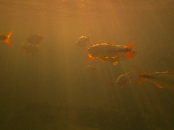 Muitos peixes nas águas claras do Balneário Municipal, em Bonito, no Mato Grosso do Sul